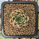 Echeveria Agavoides 'Girba Rose' 1" Succulent Plant