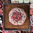 Echeveria 'Red Velvet' 2" Succulent Plant