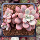 Echeveria 'Polari' 2" Cluster New Hybrid Succulent Plant
