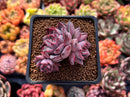 Echeveria 'Black Swan' 1"-2" Cluster Succulent Plant