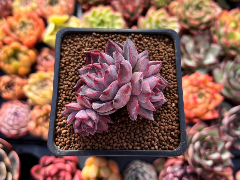 black swan succulent Echeveria 'Black Swan' 1"-2" Cluster Succulent Plant – True Succulents Plant  Co