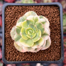 Echeveria 'Nicksana' Variegated 2" Succulent Plant