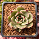 Echeveria Agavoides 'Padma' 2" Succulent Plant