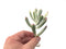 Cotyledon 'Orbiculata' Variegated Thin Leaf 2"-3" Succulent Plant
