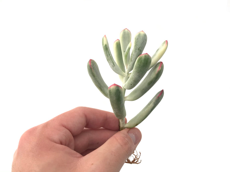 Cotyledon 'Orbiculata' Variegated Thin Leaf 2"-3" Succulent Plant