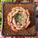 Echeveria 'Black Panther' 1" Succulent Plant