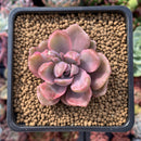 Graptoveria 'Mrs. Richards' Variegated 1"-2" Succulent Plant