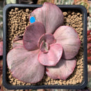 Echeveria 'Suyon Frill' Variegated 2"-3" Succulent Plant