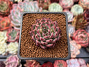 Echeveria 'Levin' 1" Succulent Plant