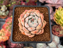 Echeveria 'Tippy' 1" Succulent Plant
