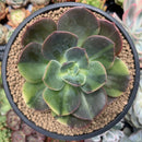 Echeveria 'Blue Metal' Variegated 4"-5" Large Succulent Plant