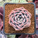 Echeveria sp. Hybrid 2" Air Magic Hybrid Succulent Plant