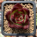 Echeveria Agavoides 'Magic Crown' 1" Succulent Plant