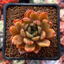 Echeveria Agavoides 'Venus' 1" Succulent Plant