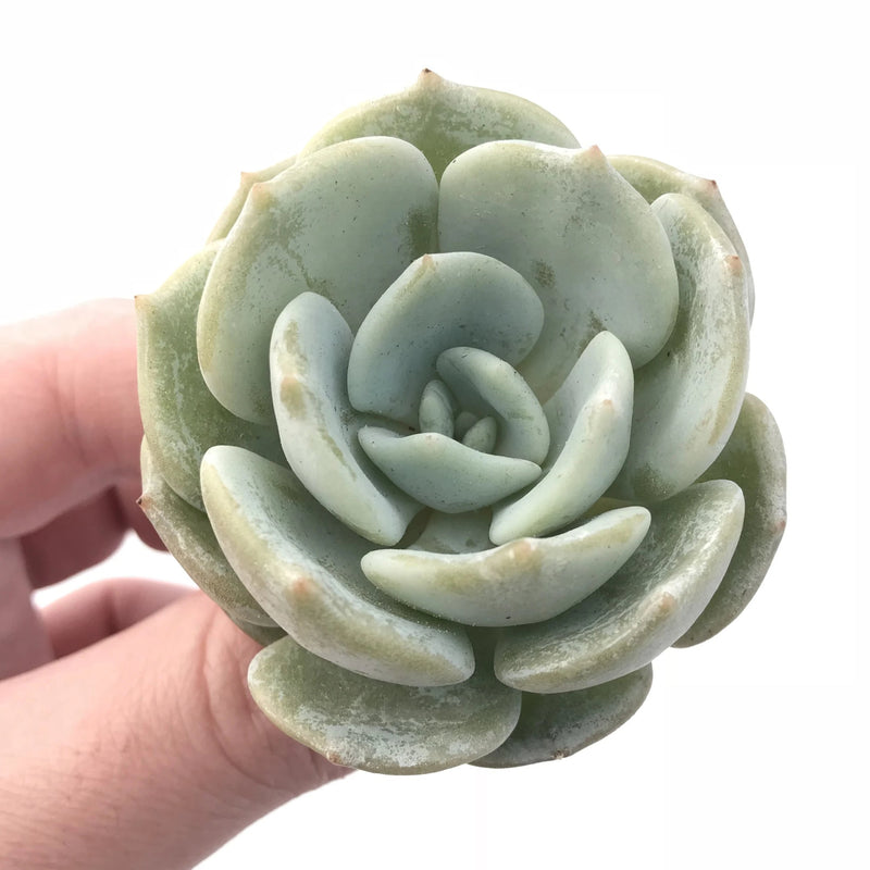 rare succulent plants for sale Echeveria 'Snow Shower' 1”-2” Small Seedling Rare Succulent Plant – True Succulents Plant Co