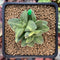 Crassula 'Springtime' Variegated 1"-2" Succulent Plant