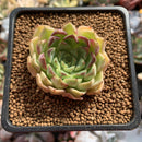 Echeveria 'Cream Roll' 1"-2" Succulent Plant