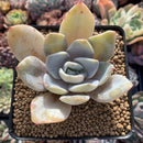 Echeveria 'Bambino' 3" Powdery Succulent Plant