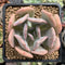 Echeveria 'Pink Exotic' 2" Succulent Plant