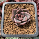Echeveria 'Remazu' 1" Succulent Plant