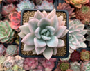 Graptoveria 'Opalina' Variegated 3" Succulent Plant