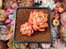 Echeveria Agavoides 'Spicy' 1" Cluster Succulent Plant