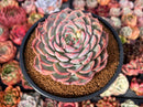 Echeveria 'Keralean' 4" Succulent Plant