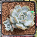 Echeveria 'Orange Monroe' 2" Succulent Plant