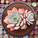 Echeveria sp. 4" Cluster Succulent Plant