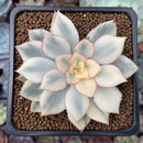Echeveria 'Esther' Variegated 1"-2" Succulent Plant