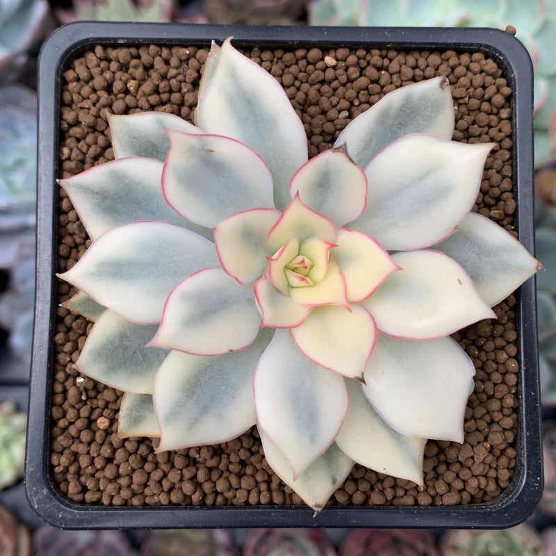 pale succulent Echeveria 'Esther' Variegated 1"-2" Succulent Plant – True Succulents Plant  Co