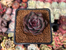 Echeveria 'Chocolate Grace' 1" New Hybrid Succulent Plant