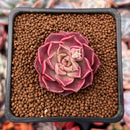 Echeveria 'Mohican' 1"-2" Succulent Plant