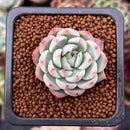 Echeveria 'Pink Crystal' 1" Succulent Plant