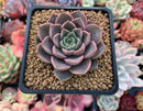 Echeveria 'Roman' 2" Succulent Plant