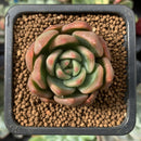 Echeveria Agavoides 'Chimera' 1" Succulent Plant