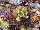 Echeveria Agavoides 'Lamot' Variegated 2" Succulent Plant