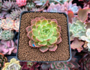 Echeveria Agavoides 'Ruby' 2" New Hybrid Succulent Plant