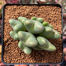 Conophytum 'Bilobum' Cluster 2"-3" Succulent Plant