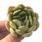 Echeveria 'Paul Shay' 2" Rare Succulent Plant