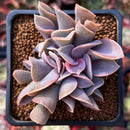 Echeveria 'Perle von Nurnberg' Trumpeting Form (Not Trumpet Pinky) 2" Succulent Plant
