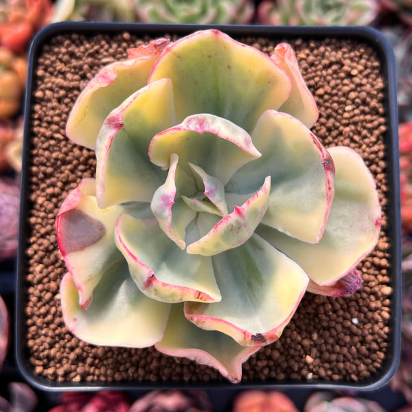 Echeveria 'Enfant' Variegated 2"-3" Succulent Plant
