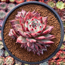 Echeveria 'Colorata' 4" Cluster Succulent Plant
