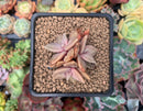 Echeveria 'Xichuensis' 2" Cluster Succulent Plant