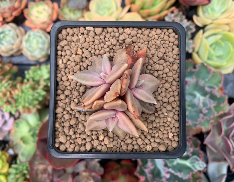 新種　2　Echeveria Cuquitae Echeveria 'Xichuensis' 2