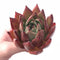 Echeveria Agavoides Hybrid Large 4” Rare Succulent Plant