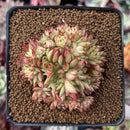 Echeveria Agavoides 'Rainstar' Crested 2" Cluster Succulent Plant