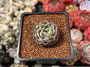 Echeveria 'Encinova' ('Encino' x 'Nova') 1" Succulent Plant