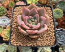 Echeveria 'Pink Champaign' 3" Succulent Plant