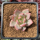Echeveria 'Shallot' 1" Succulent Plant